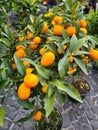 small mandarin tree