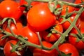 Close-up of small freshly picked tomatoes Royalty Free Stock Photo