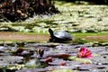 Aquatic turtle in a pond