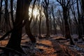 Mystique Moonlit Forest