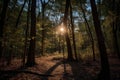 Mystique Moonlit Forest