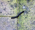 Earthworm crawling on the ground