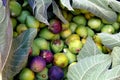 Freshly picked figs with fig tree leaves