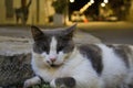 Stray cat immobile Royalty Free Stock Photo