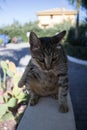 Stray cat immobile Royalty Free Stock Photo