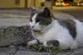 Stray cat immobile Royalty Free Stock Photo