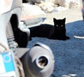 Black cat motionless and lying in the shade of a scooter Royalty Free Stock Photo
