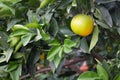 Close-up of orange on the tree Royalty Free Stock Photo
