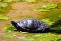 Sea turtle moving in a pond