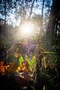 Sunflare in the Forest: A Vivid Autumn Tale