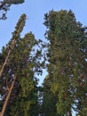 tree trunks silhouetted against a blue sky Royalty Free Stock Photo