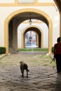 Woman piggyback strolling her dog with vintage buildings in the background in the historic center of Palermo in Italy Royalty Free Stock Photo