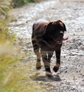 Young dark brown `newfoundland` dog walking on a country road