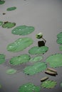 Decomposing Lily Pads: A Subdued Elegance