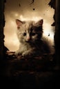 Sad lost abandoned kitten. Sepia tones. Gray fur. Royalty Free Stock Photo