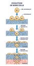 Evolution of bone cells with osteogenesis process explanation outline diagram