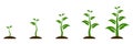 Evolution concept. Phases plant growing. Seeds sprout in ground. Planting tree infographic. Sprout, plant, tree growing