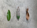 The evolution of fresh green leaves to brown decay