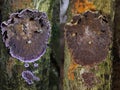 The evolution of the fungus Chondrostereum purpureum photographed 2 months apart.It is parasitized by Cladobotryum stereoicola Royalty Free Stock Photo