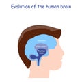 Evolution of the human brain. From Reptilian brain to Limbic system and Neocortex Royalty Free Stock Photo