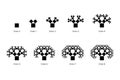 Evolution of a Pythagoras tree, a fractal constructed from squares
