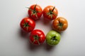 Evolution of red tomato Royalty Free Stock Photo