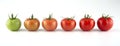 Evolution of red tomato Royalty Free Stock Photo