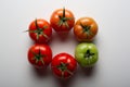 Evolution of red tomato Royalty Free Stock Photo