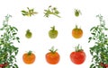 Evolution of red tomato isolated Royalty Free Stock Photo