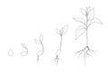 Evolution from seed to sapling. Kidney bean plant growth phases