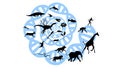 Evolution of species illustration