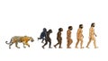 Evolution and tiger color illustrations white background