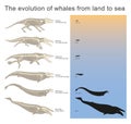 The evolution of whales from land to sea