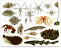 Evolutionary development of marine animals. Royalty Free Stock Photo