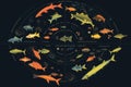 Evolutionary Tree of Fish, A Visual Guide to Aquatic Diversity Royalty Free Stock Photo