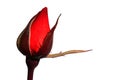 Evolving bud of red rose Piccolo, Tantau 1984, white background Royalty Free Stock Photo