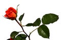 Evolving red to orange flower of rose Goldelse, Tantau 1999 on white background, jagged rose leaves visible Royalty Free Stock Photo