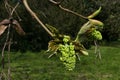 Evolving spring buds and young leaves on Silver Maple tree, also called Creek Maple or Silverleaf Maple