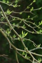 Evolving young spring leaves of Osage Orange tree