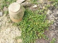 Evolvulus nummularius weed on the wild field