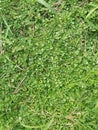 Evolvulus nummularius weed on the wild field