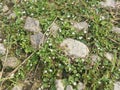 Evolvulus nummularius weed on the wild field