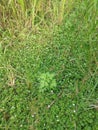 Evolvulus nummularius weed on the wild field