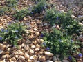 Evolvulus Plants Blossoming in Bright Sunlight during Sunrise in Garden.