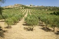 Evoramonte and olive tree Royalty Free Stock Photo