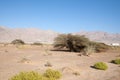 Evrona Desert Royalty Free Stock Photo