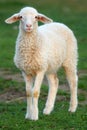 Ewe Royalty Free Stock Photo