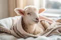 Ewe baby Royalty Free Stock Photo