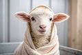 Ewe baby Royalty Free Stock Photo