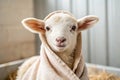 Ewe baby Royalty Free Stock Photo